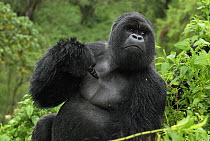 Mountain Gorilla (Gorilla gorilla beringei) silverback pointing to chest, Volcanoes National Park, Rwanda