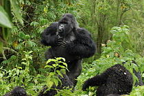 Mountain Gorilla (Gorilla gorilla beringei) silverback displaying by beating chest and calling, Volcanoes National Park, Rwanda