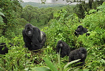 Mountain Gorilla (Gorilla gorilla beringei) silverback and two babies in rainforest habitat, Volcanoes National Park, Rwanda