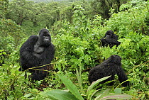 Mountain Gorilla (Gorilla gorilla beringei) silverback watching young, Volcanoes National Park, Rwanda