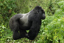 Mountain Gorilla (Gorilla gorilla beringei) silverback, Volcanoes National Park, Rwanda