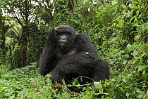 Mountain Gorilla (Gorilla gorilla beringei) resting, Volcanoes National Park, Rwanda