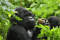 Mountain Gorilla (Gorilla gorilla beringei) eating fungus, Volcanoes National Park, Rwanda