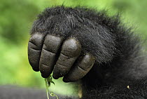 Mountain Gorilla (Gorilla gorilla beringei) hand, Volcanoes National Park, Rwanda