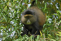 Blue Monkey (Cercopithecus mitis) in tree, Volcanoes National Park, Rwanda