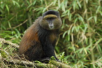 Blue Monkey (Cercopithecus mitis), Volcanoes National Park, Rwanda