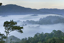 Mist over forest at dawn, Nyungwe Forest National Park, Rwanda