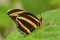 Banded Orange Heliconian (Dryadula phaetusa) butterfly, Colombia