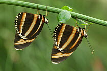 Banded Orange Heliconian (Dryadula phaetusa) butterfly pair hanging below plant, Colombia
