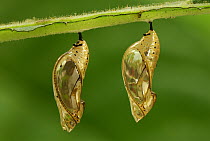 Orange-spotted Tiger Clearwing (Mechanitis polymnia) chrysalis pair, Colombia