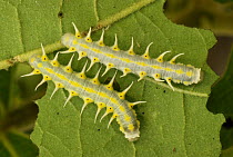 Orange-spotted Tiger Clearwing (Mechanitis polymnia) caterpillars eating leaves, Colombia