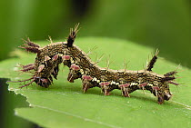 Variable Cracker (Hamadryas feronia) caterpillar in defensive posture, Colombia