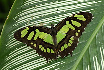 Malachite (Siproeta stelenes) butterfly, Colombia