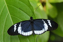 Blue Longwing Butterfly (Heliconius cydno), Colombia
