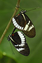Blue Longwing Butterfly (Heliconius cydno) pair mating, Colombia