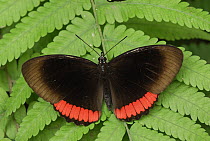 Red Rim (Biblis hyperia) butterfly, Colombia