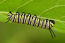 Monarch (Danaus plexippus) caterpillar on underside of leaf, Colombia
