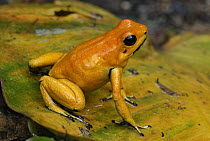 Golden Poison Dart Frog (Phyllobates terribilis), Cauca, Colombia