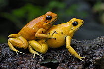 Golden Poison Dart Frog (Phyllobates terribilis) pair mating, Cauca, Colombia