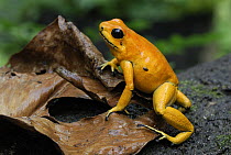 Golden Poison Dart Frog (Phyllobates terribilis), Cauca, Colombia