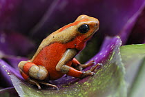 Harlequin Poison Dart Frog (Dendrobates histrionicus) on bromeliad, Cauca, Colombia