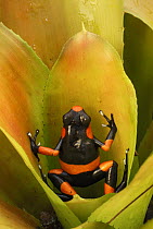Red-banded Poison Frog (Dendrobates lehmanni) on bromeliad, Cauca, Colombia