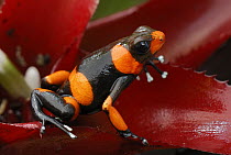 Red-banded Poison Frog (Dendrobates lehmanni) on bromeliad, Cauca, Colombia
