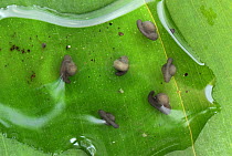 Golden Poison Dart Frog (Phyllobates terribilis) tadpoles, Cauca, Colombia