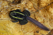 Dyeing Poison Frog (Dendrobates tinctorius) tadpole close to full transformation, Cauca, Colombia