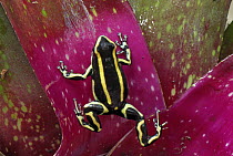 Dyeing Poison Frog (Dendrobates tinctorius) on bromeliad, Cauca, Colombia