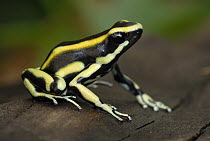 Dyeing Poison Frog (Dendrobates tinctorius), Cauca, Colombia