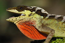Scalyback Anole (Anolis notopholis) male displaying with extended dewlap, Cauca, Colombia