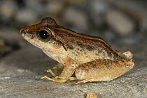 Southern Frog (Craugastor raniformis), San Cipriano, Cauca, Colombia
