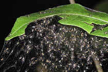 Spiderlings in nest, San Cipriano, Cauca, Colombia