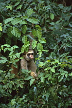 Northern Muriqui (Brachyteles hypoxanthus) critically endangered species, largest new world monkey, Atlantic Forest, Minas Gerais, Brazil