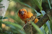Golden Lion Tamarin (Leontopithecus rosalia) endangered species, Atlantic Forest, Rio De Janeiro, Brazil