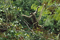 Northern Muriqui (Brachyteles hypoxanthus), male, climbing in canopy, critically endangered species, largest new world monkey, Atlantic Forest, Minas Gerais, Brazil