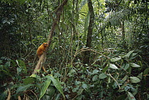 Golden Lion Tamarin (Leontopithecus rosalia) endangered species, in Atlantic Forest habitat, Rio De Janeiro, Brazil
