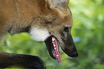 Maned Wolf (Chrysocyon brachyurus), Cerrado Ecosystem, Mato Grosso Do Sul, Brazil
