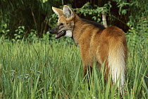 Maned Wolf (Chrysocyon brachyurus) portrait, Cerrado Ecosystem, Mato Grosso Do Sul, Brazil