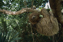 Maned Sloth (Bradypus torquatus) portrait, Atlantic Forest, Bahia, Brazil