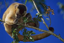 Brown Capuchin (Cebus apella) looking for insects, Cerrado Ecosystem, Mato Grosso Do Sul, Brazil