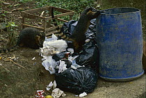 Coatimundi (Nasua nasua) pair looking for food in garbage can, Atlantic Forest, Itatiaia National Park, Brazil