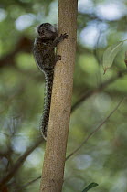 Common Marmoset (Callithrix jacchus) young climbing a tree, Atlantic Forest, Pernambuco, Brazil