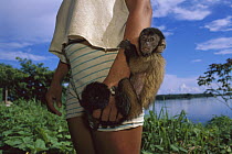 Brown Capuchin (Cebus apella) holding onto Native Amazonian girl's arm, Amazon, Brazil