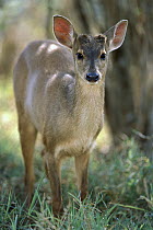 Red Brocket Deer (Mazama americana) portrait, Cerrado Ecosystem, Brazil