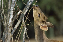 Red Brocket Deer (Mazama americana) eating leaves, Cerrado Ecosystem, Brazil