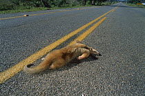 Southern Anteater (Tamandua tetradactyla) road kill victim, Cerrado Ecosystem, Mato Grosso Do Sul, Brazil