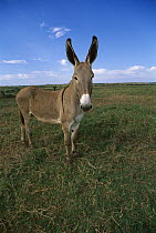 Donkey (Equus asinus) portrait, Rondonia, Brazil