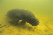 Amazonian Manatee (Trichechus inunguis) underwater in Tapajos River, Amazon, Brazil